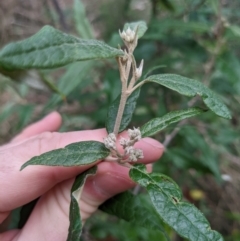 Olearia lirata at Ainslie, ACT - 3 Jul 2022 02:56 PM