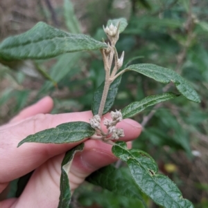 Olearia lirata at Ainslie, ACT - 3 Jul 2022