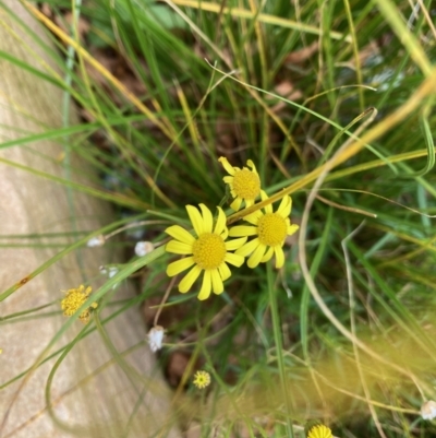 Senecio madagascariensis (Madagascan Fireweed, Fireweed) at Lake Ginninderra - 3 Jul 2022 by Rosie