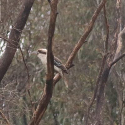 Dacelo novaeguineae (Laughing Kookaburra) at Goulburn, NSW - 2 Jul 2022 by Rixon