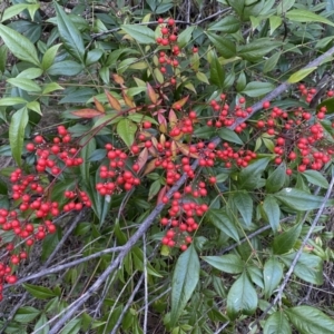 Nandina domestica at Jerrabomberra, NSW - 3 Jul 2022 04:42 PM