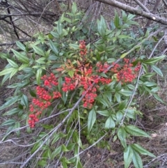 Nandina domestica at Jerrabomberra, NSW - 3 Jul 2022 04:42 PM