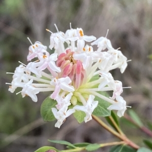 Pimelea linifolia subsp. linifolia at Googong, NSW - 3 Jul 2022 04:24 PM