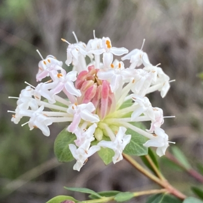 Pimelea linifolia subsp. linifolia (Queen of the Bush, Slender Rice-flower) at Googong, NSW - 3 Jul 2022 by Steve_Bok