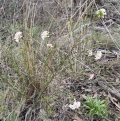 Pimelea linifolia subsp. linifolia at Googong, NSW - 3 Jul 2022 04:24 PM