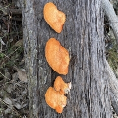 Trametes coccinea (Scarlet Bracket) at Googong, NSW - 3 Jul 2022 by SteveBorkowskis