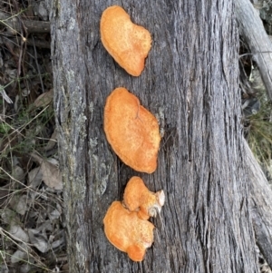 Trametes coccinea at Googong, NSW - 3 Jul 2022