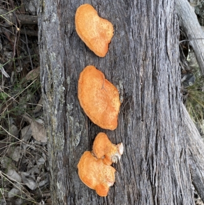 Trametes coccinea (Scarlet Bracket) at Googong, NSW - 3 Jul 2022 by SteveBorkowskis