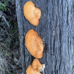 Trametes coccinea at Googong, NSW - 3 Jul 2022