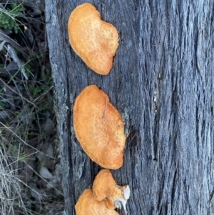 Trametes coccinea at Googong, NSW - 3 Jul 2022