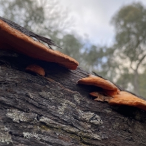 Trametes coccinea at Googong, NSW - 3 Jul 2022