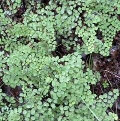 Adiantum aethiopicum (Common Maidenhair Fern) at Googong, NSW - 3 Jul 2022 by SteveBorkowskis