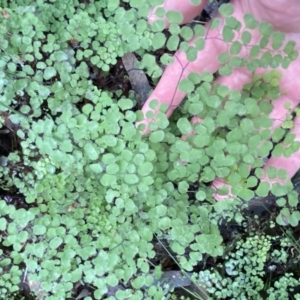 Adiantum aethiopicum at Googong, NSW - 3 Jul 2022