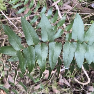 Pellaea calidirupium at Googong, NSW - 3 Jul 2022 03:28 PM