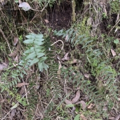 Pellaea calidirupium at Googong, NSW - 3 Jul 2022 03:28 PM