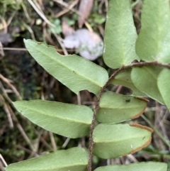 Pellaea calidirupium at Googong, NSW - 3 Jul 2022 03:28 PM