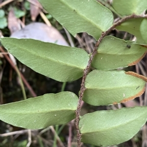 Pellaea calidirupium at Googong, NSW - 3 Jul 2022 03:28 PM