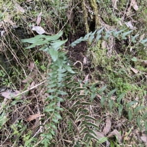 Pellaea calidirupium at Googong, NSW - 3 Jul 2022 03:28 PM