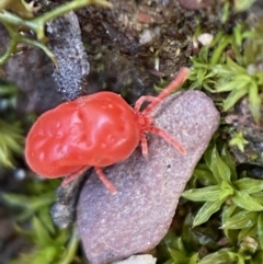 Trombidiidae (family) (Red velvet mite) at Googong, NSW - 3 Jul 2022 by SteveBorkowskis