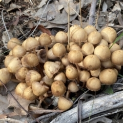 Mycena sp. (Mycena) at Googong, NSW - 3 Jul 2022 by SteveBorkowskis