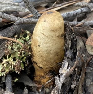 Pisolithus sp. at Googong, NSW - 3 Jul 2022