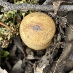 Pisolithus sp. at Googong, NSW - 3 Jul 2022