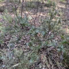 Styphelia triflora at Jerrabomberra, NSW - 3 Jul 2022