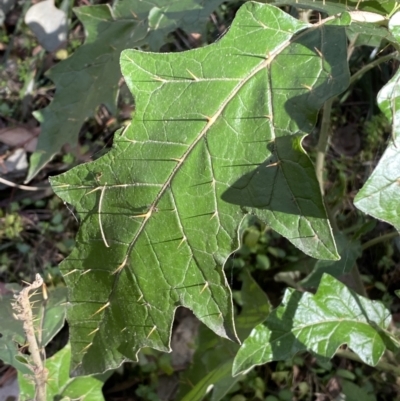 Solanum cinereum (Narrawa Burr) at Jerrabomberra, NSW - 3 Jul 2022 by Steve_Bok