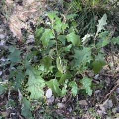 Solanum cinereum at Jerrabomberra, NSW - 3 Jul 2022 01:46 PM