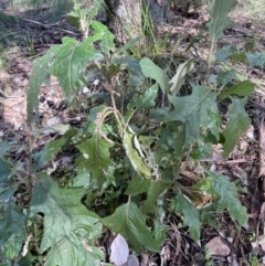 Solanum cinereum at Jerrabomberra, NSW - 3 Jul 2022 01:46 PM