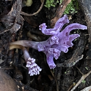 Ramaria versatilis at QPRC LGA - 3 Jul 2022 01:32 PM