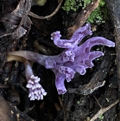 Ramaria versatilis at QPRC LGA - 3 Jul 2022 01:32 PM