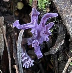 Ramaria versatilis at QPRC LGA - 3 Jul 2022