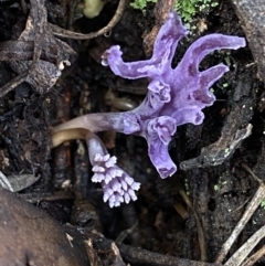 Ramaria versatilis at QPRC LGA - 3 Jul 2022 01:32 PM