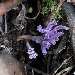 Ramaria versatilis at QPRC LGA - 3 Jul 2022