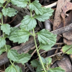 Veronica calycina at Jerrabomberra, NSW - 3 Jul 2022 01:13 PM