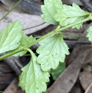 Veronica calycina at Jerrabomberra, NSW - 3 Jul 2022 01:13 PM