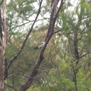 Daphoenositta chrysoptera at Goulburn, NSW - 3 Jul 2022 02:50 PM