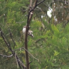 Daphoenositta chrysoptera at Goulburn, NSW - 3 Jul 2022