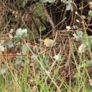 Caligavis chrysops at Goulburn, NSW - 3 Jul 2022