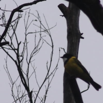 Pachycephala pectoralis (Golden Whistler) at Goulburn, NSW - 3 Jul 2022 by Rixon