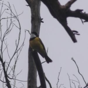 Pachycephala pectoralis at Goulburn, NSW - 3 Jul 2022 02:15 PM