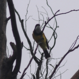 Pachycephala pectoralis at Goulburn, NSW - 3 Jul 2022 02:15 PM