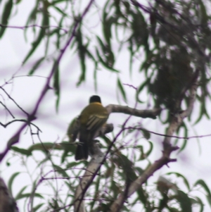 Pachycephala pectoralis at Goulburn, NSW - 3 Jul 2022