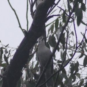 Colluricincla harmonica at Goulburn, NSW - 3 Jul 2022 02:52 PM