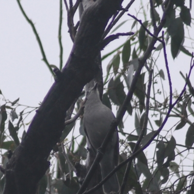 Colluricincla harmonica (Grey Shrikethrush) at Goulburn, NSW - 3 Jul 2022 by Rixon