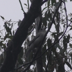 Colluricincla harmonica at Goulburn, NSW - 3 Jul 2022 02:52 PM