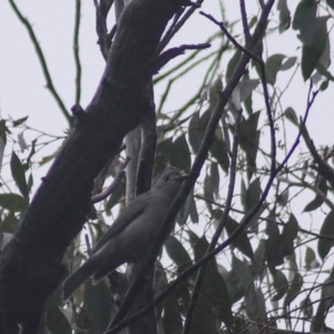 Colluricincla harmonica at Goulburn, NSW - 3 Jul 2022 02:52 PM