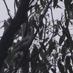 Colluricincla harmonica at Goulburn, NSW - 3 Jul 2022 02:52 PM