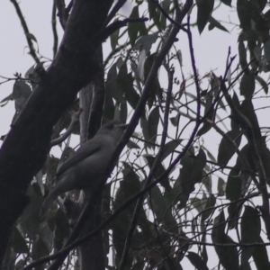 Colluricincla harmonica at Goulburn, NSW - 3 Jul 2022 02:52 PM